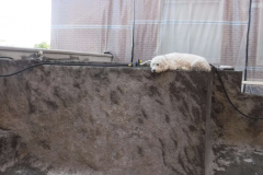 Sankey Pools Pool Dog Keeping Watch on the job