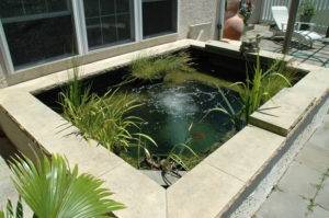 Fish Pond